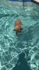 Curly tan poodle takes a swim in a sunny Delray Beach pool