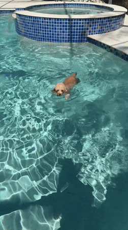Curly tan poodle takes a swim in a sunny Delray Beach pool
