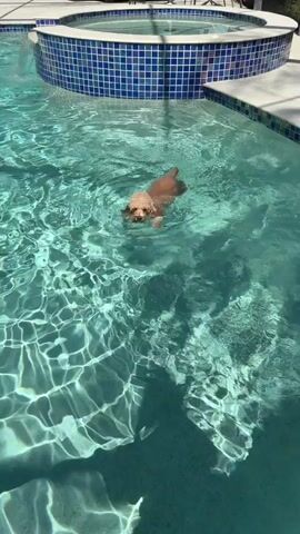 A small, light brown dog swims in a pool. The dog is in the center of the frame and appears to be paddling with its front legs. The water is clear and blue, with sunlight reflecting off the surface, creating a shimmering effect. In the background, the edge of the pool is visible, lined with blue tiles. The dog's head is above the water, and its tail is extended. The dog is facing the camera. The video is shot from a high angle, looking down into the pool.
