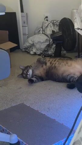 A tabby cat is lying on its back on a carpeted floor. The cat's belly is exposed, and its paws are up in the air. The cat's eyes are open, and its gaze is directed towards the camera. The background is cluttered with various objects, including a fan, a box, and some blankets. The lighting in the room appears to be artificial, casting a dim glow on the scene. The cat seems to be relaxed and comfortable in its position.