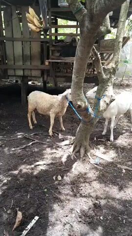 The video shows two sheep, one with white and tan wool and one with white wool with a blue mark on its back, standing near a tree with a blue rope tied to it.  The white and tan sheep is tied to the rope. The ground around them is muddy and has tree roots exposed.  Behind them is a raised wooden structure. A bunch of bananas hangs from the roof of the structure.