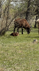 Spring pastoral scenes documented across Balykchy, Kyrgyzstan countryside