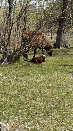 Spring pastoral scenes documented across Balykchy, Kyrgyzstan countryside