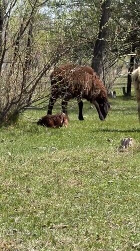 Spring pastoral scenes documented across Balykchy, Kyrgyzstan countryside