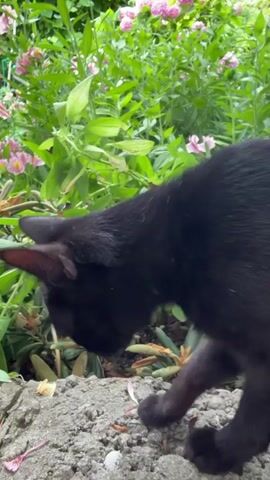 A black cat walks in front of a garden filled with green plants and pink flowers. The cat is in focus and the background is blurred. The cat's eyes are open and it is looking to the left. The cat's paws are visible and it is walking on a rocky surface.
