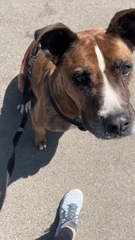A brown and white dog with a brindle coat is being filmed from a low angle, possibly by its owner. The dog is wearing a black harness and appears to be looking at the camera with its mouth open, panting slightly. The background consists of a paved surface and some greenery. The camera angle shifts slightly throughout the clip, giving different perspectives of the dog's face and body. In one brief moment, the dog's head comes very close to the camera, obscuring the view. The footage appears to be taken outdoors on a sunny day.
