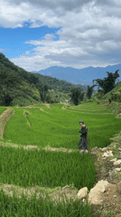 Morning activity captured in Ban Ho rice paddies