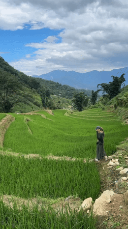 Morning activity captured in Ban Ho rice paddies