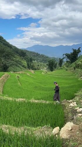 Morning activity captured in Ban Ho rice paddies