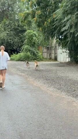 A person with blonde hair wearing a light-colored t-shirt and shorts walks away from the camera on a paved road. Two dogs are visible in the distance, running ahead on a gravelly area next to the road. Trees and foliage line the background, with a fence and a building visible behind them. The lighting suggests it is daytime.