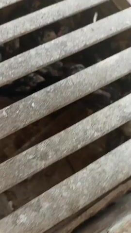 The video shows a close-up, downward view of a metal grate with what appear to be chicks underneath. The chicks are small and fluffy, with varying patterns of black, white, and brown feathers. They are gathered together on the ground beneath the grate, which is dirty and appears to be made of concrete or earth. Some of the chicks can be seen moving and interacting with each other. The lighting is dim, suggesting the area is either shaded or underground.