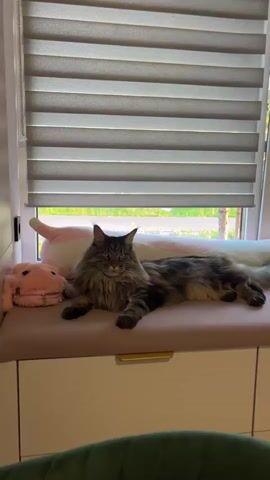 A large, long-haired tabby cat with green eyes lies stretched out on a pink cushion in front of a window with horizontal blinds. To the left of the cat is a pink plush toy with ears. The cat is looking directly at the camera. The blinds are partially closed, allowing some natural light into the room. The lower part of the frame shows a white cabinet with gold handles.