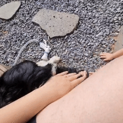 Family enjoys evening playtime with dog in rural Korea