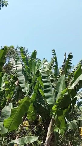 This video shows a cluster of banana trees with large green leaves swaying gently in the wind under a clear blue sky. The camera is positioned low, looking up at the trees. The lighting suggests it is daytime, likely sunny. No people or specific actions are visible. The environment appears to be outdoors, possibly a tropical or subtropical region.
