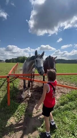 A young person wearing a red basketball jersey with the number 23 and black shorts is standing in front of a fence, reaching out to pet a gray horse. Another horse, dark brown, stands behind the gray one. The scene is outdoors with a blue sky and scattered white clouds. The ground is dirt and grass.