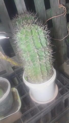 This media file displays a close-up, somewhat dimly lit view of several potted plants, primarily cacti, placed outdoors. The main subject is a tall, columnar cactus in a white pot, positioned on a black plastic grate. To its left, a smaller pot contains a cluster of miniature cacti. Behind these, a larger, white, star-shaped cactus flower dominates the frame, its petals elegantly unfurled. The flower appears to be a night-blooming variety, given the low light conditions.

The setting suggests a garden or patio area, likely in the evening or at night, as indicated by the darkness and the bloom of the night-blooming cactus. Wooden planks form a partial background, suggesting a fence or wall. The overall mood is serene and natural, focusing on the beauty of the cacti and their remarkable bloom. No text is visible in the media file. The location context of Dovzhyk, Ukraine, implies a temperate climate where such plants might be cultivated.