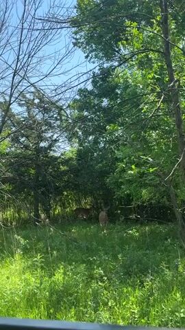 The video shows two deer in a grassy area surrounded by trees. The sky is visible above the trees, and the day appears to be sunny. One deer is standing facing the camera. The other deer is in the background. The trees are green and lush. The grass is tall and green.