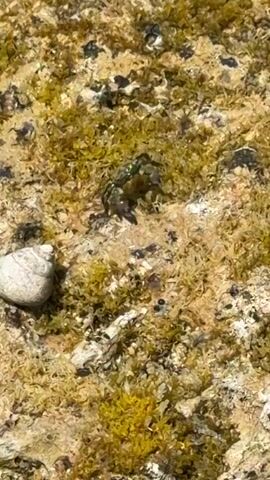 The media file displays a close-up, vertical video of a small crab on a textured, rocky surface. The crab is green and appears to be moving across the rocks, which are covered in what looks like moss or algae, in shades of green and tan. A small, white seashell is visible to the left of the crab. The lighting suggests it is daytime, with bright sunlight illuminating the scene. The focus is on the crab and its immediate surroundings, creating an intimate view of this small creature in its natural habitat. The setting appears to be outdoors, likely a coastal or rocky area. No people, text, or specific weather conditions are discernible, beyond the bright sunlight. The activity is simply the crab moving.