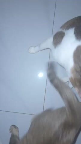 A tabby and white cat is on a tiled floor. The cat is lying down and grooming itself. The video is filmed from a high angle looking down at the cat. The lighting is dim.