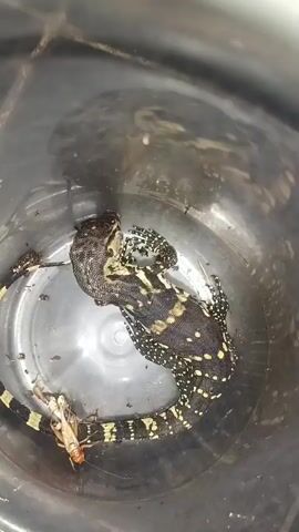 The video shows a monitor lizard in a bucket. It appears to be eating a grasshopper. The lizard is black with yellow spots and has a long tail with black and yellow stripes. The bucket is metallic and appears to have some water in the bottom.