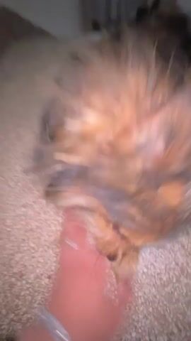 A small, brown and black long-haired dog is lying on a speckled light-colored floor, possibly tile or linoleum, near a white wall. A human hand pets the dog, who briefly opens its mouth and sticks out its tongue. There is a window with a barred grate in the background.