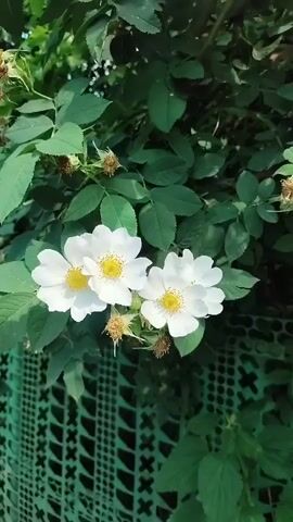 The video displays a close-up of a flowering bush with green leaves and white flowers, some of which have yellow centers. Three flowers are prominent at the bottom of the frame, positioned in front of a green, lattice-patterned plastic fence or barrier. The camera then slowly pans upwards, revealing more green foliage and additional white flowers on the bush. The background consists entirely of green leaves from the bush and possibly other plants.