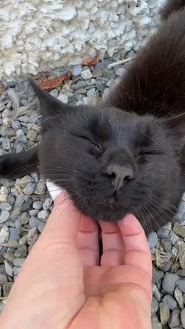 A close-up shot shows a black cat lying on its back on a surface of small gray and white stones. The cat's eyes are closed, and its head is tilted back. A person's hand, with manicured fingernails, is gently stroking the cat's chin. The background consists of more stones and a rough textured wall.