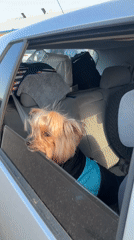 Dog outing captured in Sofia parking lot