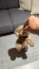 Toy poodle begs for treats near Vasco da Gama Bridge