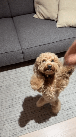 Toy poodle begs for treats near Vasco da Gama Bridge