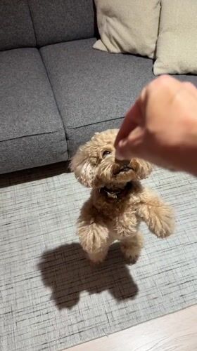 Toy poodle begs for treats near Vasco da Gama Bridge