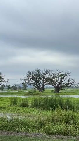 The video captures a picturesque landscape under a gray, overcast sky. In the foreground, lush green vegetation intermingles with water, suggesting a marshy or wetland area. Two prominent trees with bare branches stand out, their forms silhouetted against the sky. Numerous birds perch on the branches of one of the trees. As the camera slowly pans to the right, the scene expands to reveal a serene lake, with small islands of greenery dotting its surface. In the distance, rolling hills and mountains add depth to the view.