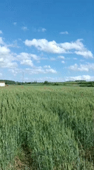 Spring afternoon pastoral scenes documented in Pomponesco countryside