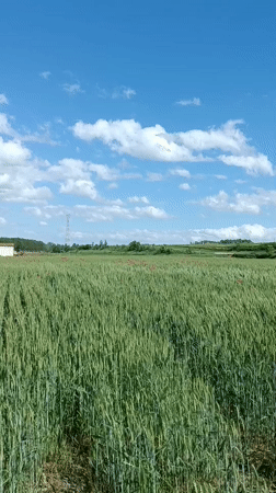 Spring afternoon pastoral scenes documented in Pomponesco countryside