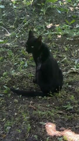 A black cat sits on a dirt path with green weeds, looking toward the camera. The cat has bright green eyes and a long black tail. The cat meows twice.