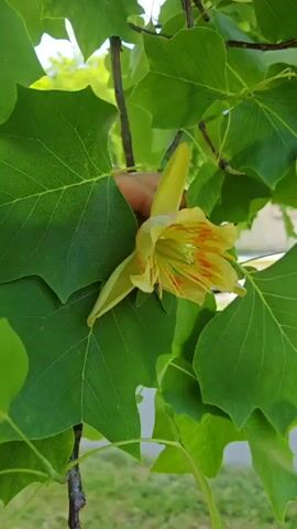 A close-up shot of a yellow tulip tree flower, with hints of orange and green, is surrounded by large green leaves. A person's hand is visible, gently holding the stem of the flower. The background is blurred, showing green foliage and hints of a bright sky, suggesting an outdoor setting. The video is short and focuses entirely on the flower and its immediate surroundings.