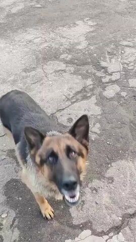 The video begins with a close-up of a German Shepherd dog's face, its mouth open as if panting or about to bark. The camera then pans down to show the dog standing on cracked pavement. The dog moves, and the camera follows, showing its full body as it walks away from the camera towards a yellow and gray fence in the background. The dog then turns its head and appears to pick up an object, possibly a toy, from the ground. The video ends with a shot of the dog from behind as it continues to move around the paved area.