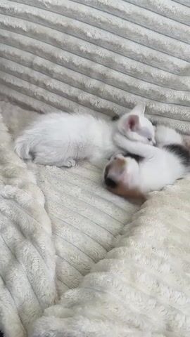 The video shows two kittens lying on a cream-colored, textured blanket. One kitten is predominantly white and lies on its side. The other kitten is a calico with patches of white, black, and orange, and it is curled up next to the white kitten. The calico kitten is playfully interacting with the white kitten, batting at its face with its paw. The background consists of the textured blanket, which has raised horizontal lines.