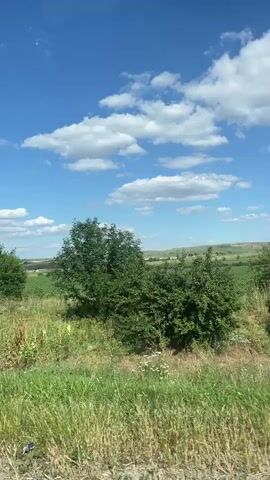 The video shows a rural landscape on a clear day with scattered white clouds. The foreground is dominated by tall, green grass swaying in the wind. In the middle ground, there are several trees, including a solitary, bushy tree and a cluster of trees with a utility pole in front of them. Beyond the trees, a vast field of green crops stretches towards the horizon, which is marked by gentle hills. In the sky, there are two bright objects visible, one of which appears to be a white ring or streak, possibly a contrail from an aircraft. The camera appears to be moving, creating a sense of travel through the landscape.