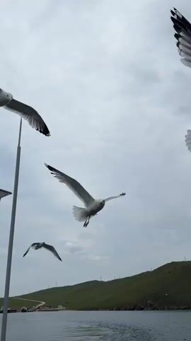 A group of seagulls flies around a person on a boat. The person is wearing a white hooded jacket and has their arm raised, possibly feeding the birds. The boat is on the water, with a green, hilly landscape in the background under a cloudy sky.