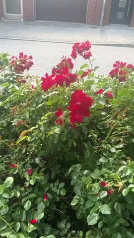 This media file is a close-up video of a vibrant red rose bush in bloom. The bush is dense and covered in lush green leaves and numerous red roses, some in full bloom and others as buds. A few fallen red petals are visible on the ground beneath the bush. In the background, a paved sidewalk and a brick building with a garage door are visible, suggesting an outdoor urban or suburban setting. The lighting indicates it is daytime, likely sunny given the bright colors and clear visibility. The focus is entirely on the natural beauty of the roses, evoking a sense of tranquility and natural charm. No people are visible in the frame. The location is identified as Schöningen, Germany.