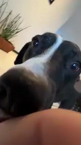 A close-up video shows a black and white dog sniffing the camera. The dog has brown eyes and a black collar. A hand is visible in the foreground. The camera moves slightly, and the dog turns to lick the face of a person wearing glasses. The background includes a plant on a shelf and framed artwork on the wall. The lighting in the room appears to be from natural light.