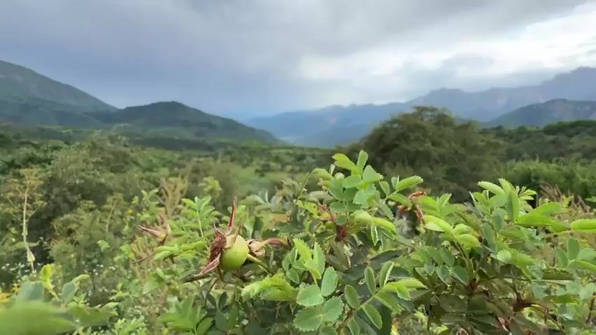 A wide, panoramic shot captures a lush, mountainous landscape under a cloudy sky. In the foreground, an abundance of green foliage, including various plants and bushes, dominates the frame. Behind the immediate greenery, rolling hills covered in trees and more vegetation stretch into the mid-ground. Further in the distance, a valley opens up, revealing a cluster of buildings that appear to be a village or small town. Beyond the valley, a series of majestic, layered mountains recede into the hazy horizon, their peaks tinged with a bluish hue. The overall scene is one of natural beauty and serenity, with a hint of atmospheric drama from the overcast sky. There are no people or animals visible in the video, and no actions or interactions are depicted. The environment is entirely natural, characterized by abundant plant life and dramatic mountain topography.