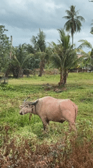 Rural Thailand scenes: water buffalo grazing, birds perching
