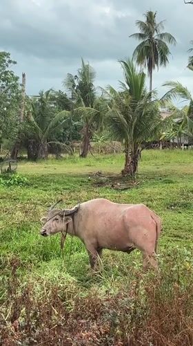 Rural Thailand scenes: water buffalo grazing, birds perching