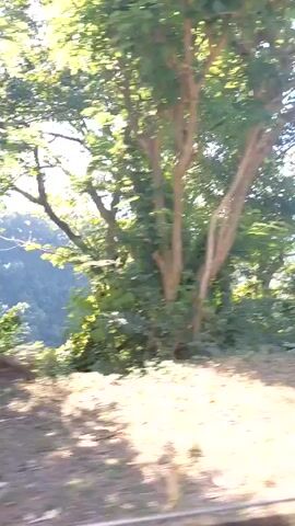 This is a video of trees and foliage. The camera appears to be moving, possibly from inside a vehicle, as indicated by the blurred foreground and the way the scenery is passing by. The sun is shining, casting dappled light through the leaves. The trees are dense and green, suggesting a natural environment, possibly a forest or park. There are no people or discernible objects other than vegetation visible in the clip. The overall impression is of a leisurely drive through a scenic, wooded area.
