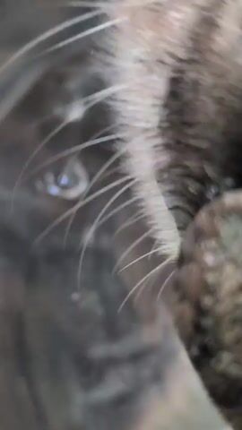 The video shows a close-up view of a cat's face and fur, with a focus on its eye. The cat appears to be black or very dark in color. The camera is positioned very close to the cat, giving a detailed view of its whiskers and the texture of its fur. The background is blurry and out of focus, but it appears to be a metallic surface with some water droplets on it. The lighting is dim, and the overall impression is one of intimacy and focus on the animal.