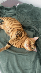 Bengal cat lounges and grooms on a green blanket in Krasnoyarsk