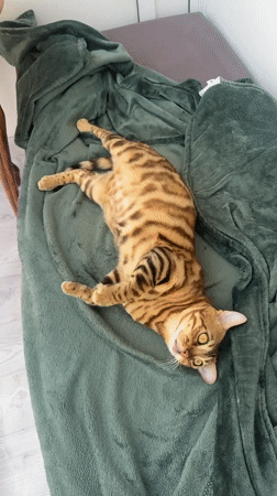 Bengal cat lounges and grooms on a green blanket in Krasnoyarsk