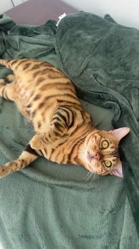 Bengal cat lounges and grooms on a green blanket in Krasnoyarsk